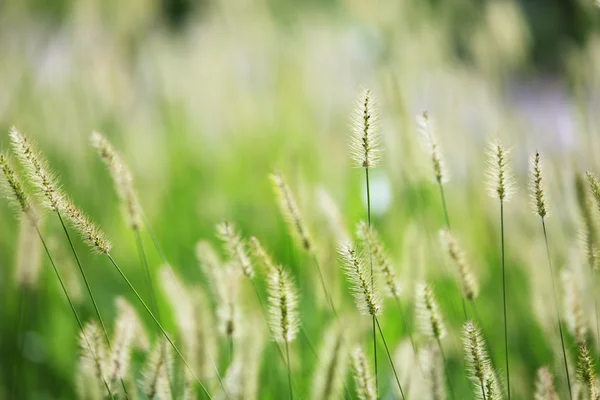 Dry reed bending over the water. Retro style — Stock Photo, Image