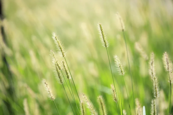 Dry reed bending over the water. Retro style — Stock Photo, Image