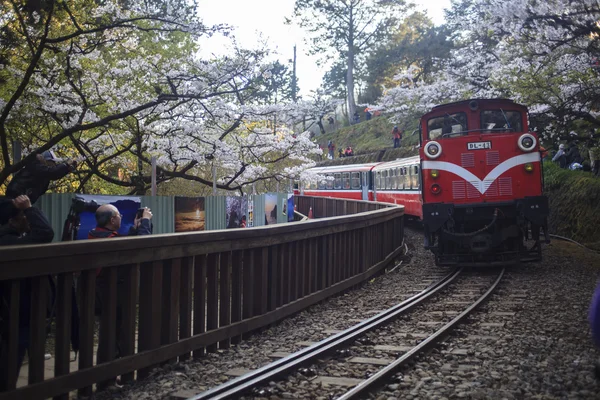 Train forestier d'Alishan dans la région pittoresque nationale d'Alishan pendant le spri — Photo