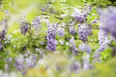 Wisteria floribunda güzel renk ve arka plan