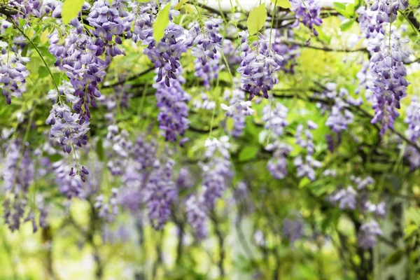 Wisteria floribunda con buen color y fondo —  Fotos de Stock