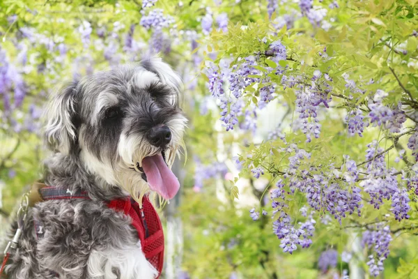 Wisteria Floribunda ด้วยสีและพื้นหลังที่ดี — ภาพถ่ายสต็อก