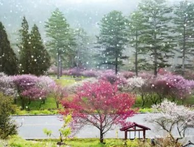 Güzel Sakura Bahçe Wuling çiftlik Tayvan