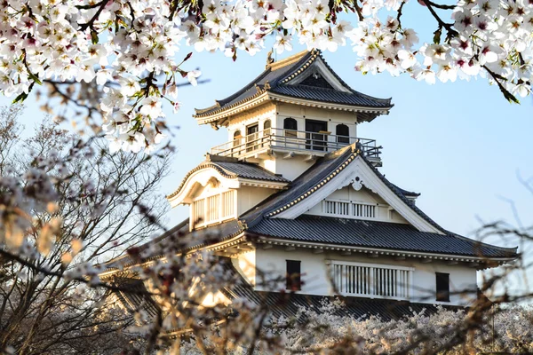 桜開花の木の庭で — ストック写真