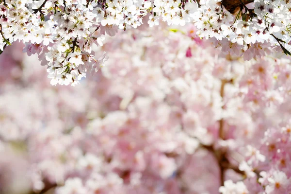 Cerezos florecientes en un jardín —  Fotos de Stock