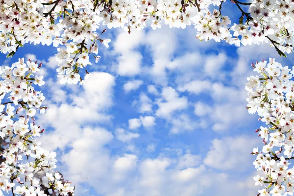 Cerejeiras florescentes em um jardim — Fotografia de Stock