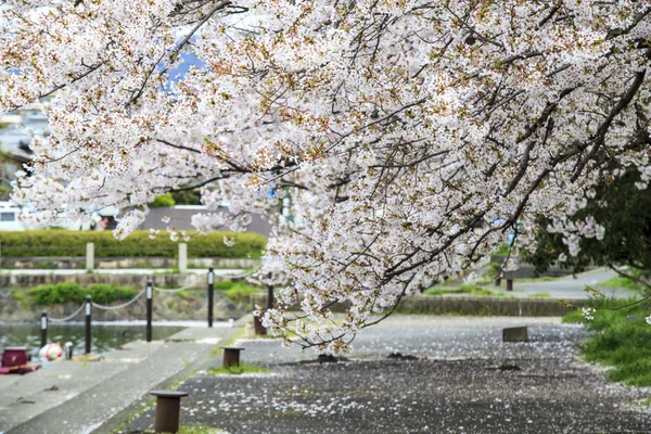 Cerejeiras florescentes em um jardim ornamental, cores pastel w — Fotografia de Stock