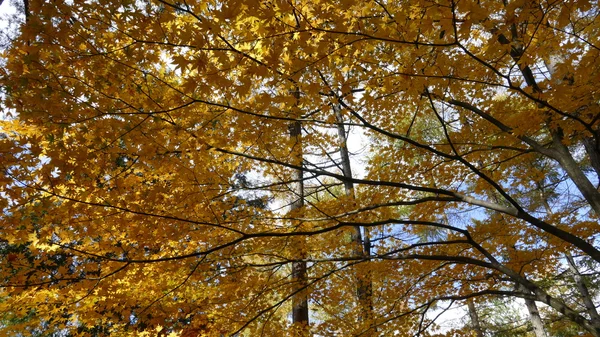 Fall season of Fuji mountain — Stock Photo, Image