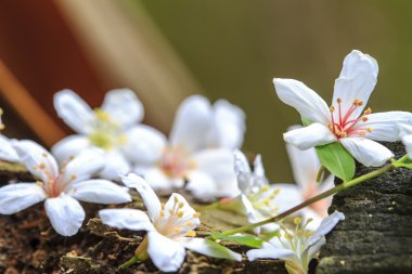 Güzel arka plan rengiyle düşmüş tung çiçekler