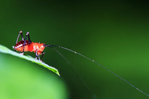 Pequeno Grasshopper vermelho ficar na licença — Fotografia de Stock