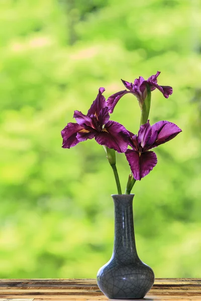 Primo piano di fiori di iris giapponese viola — Foto Stock