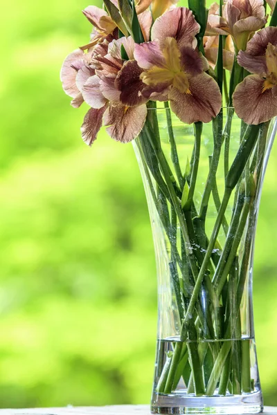 Nahaufnahme von lila japanischen Irisblüten — Stockfoto