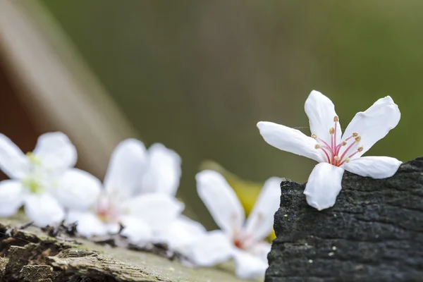 Gefallene Tung Blumen mit schöner Hintergrundfarbe — Stockfoto