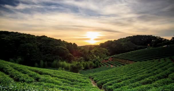 Time lapse of tea garden sunset with nice background — Stock Video