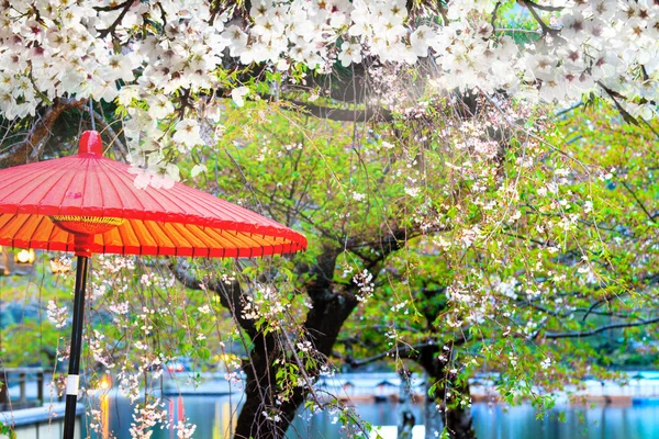 花园，柔和的色彩，与梦幻般的朵朵樱花树 — 图库照片