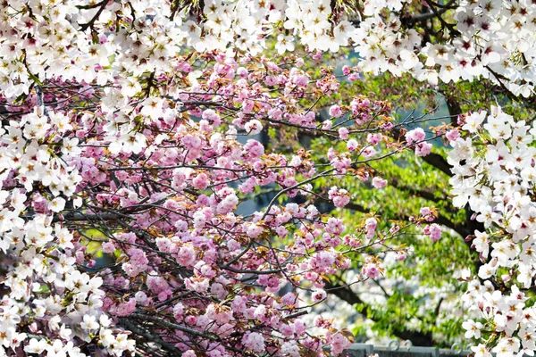 Kiraz çiçek açması ağaçlar ile rüya gibi bir Bahçe, pastel renklerde — Stok fotoğraf