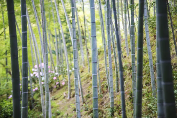 Bambusz liget panoráma Arashiyama, Kiotó, Japán — Stock Fotó