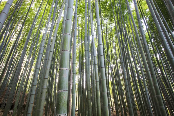 Panorama bambusového háje v Arashiyamě, Kjóto, Japonsko — Stock fotografie