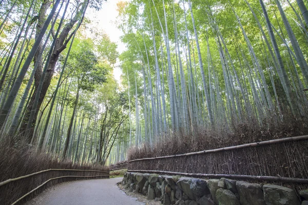 Bamboo Grove panorama in Arashiyama, Kyoto, Japan — Stock Photo, Image