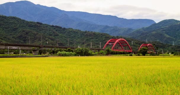 Time-lapse van rurale landschap met gouden paddy rijst boerderij en rode brug in Hualien, Taiwan, Azië — Stockvideo