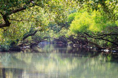 Sihcao Oe yeşil tünel State Park, Tainan, Tayvan