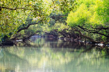 Sihcao Oe yeşil tünel State Park, Tainan, Tayvan