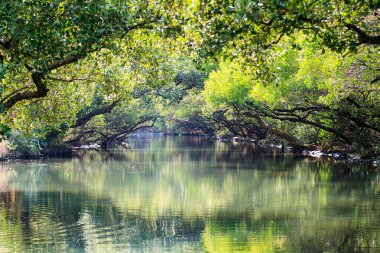 Sihcao Oe yeşil tünel State Park, Tainan, Tayvan