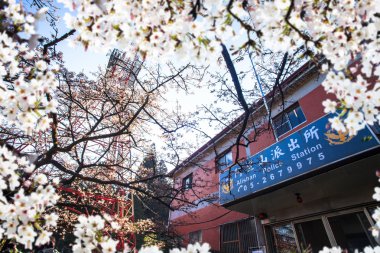 Milli Parkı Alişan kiraz çiçeği sezon, Tainan, Tayvan