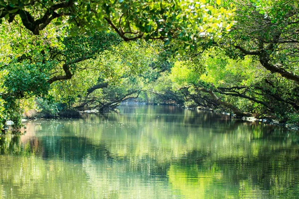 Sihcao Oe zelený tunel stát Park, Tainan, Tchaj-wan — Stock fotografie