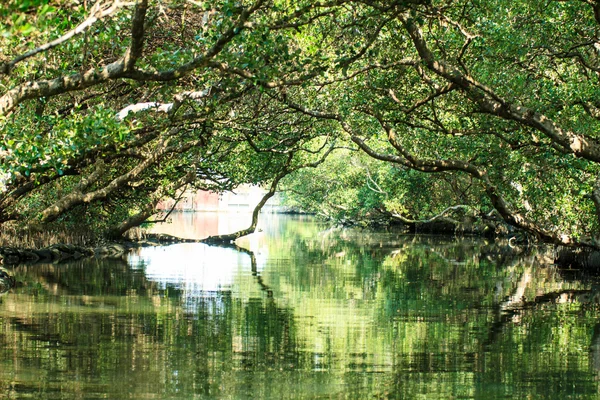 Sihcao Oe zöld alagút State Park, Tainan, Tajvan — Stock Fotó