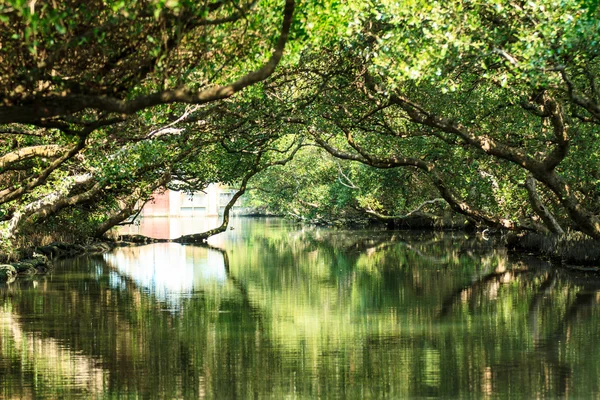 Sihcao Oe zöld alagút State Park, Tainan, Tajvan — Stock Fotó