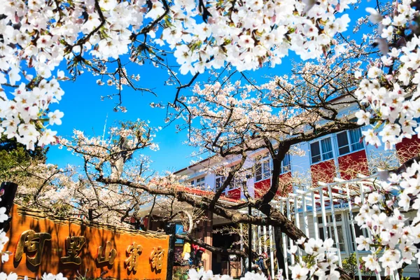 National Park Alishan cherry blossom season, Tainan, Taiwan — Stock Photo, Image