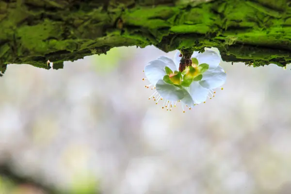 Wusong lun, nantou Pflaumensaison — Stockfoto