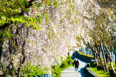  Kyoto stree görünümü arka planda s olarak perspektif görünümünü