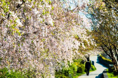 Kyoto stree görünümü arka planda s olarak perspektif görünümünü