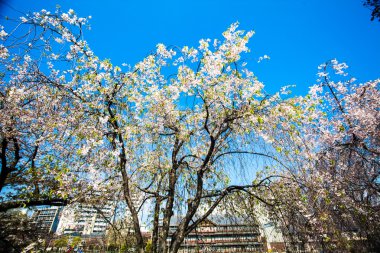  Kyoto stree görünümü arka planda s olarak perspektif görünümünü