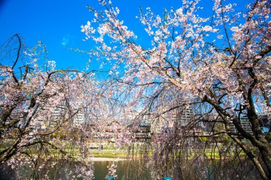  Kyoto stree görünümü arka planda s olarak perspektif görünümünü
