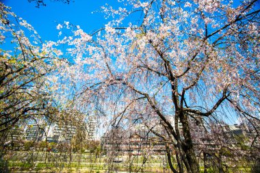  Kyoto stree görünümü arka planda s olarak perspektif görünümünü