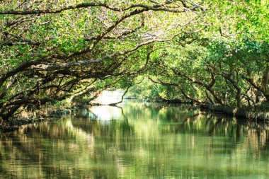 Sihcao Oe yeşil tünel State Park, Tainan, Tayvan