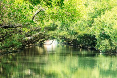 Sihcao Oe yeşil tünel State Park, Tainan, Tayvan
