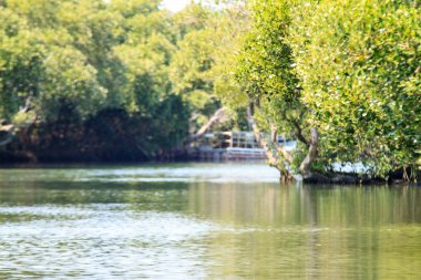 Sihcao Oe yeşil tünel State Park, Tainan, Tayvan