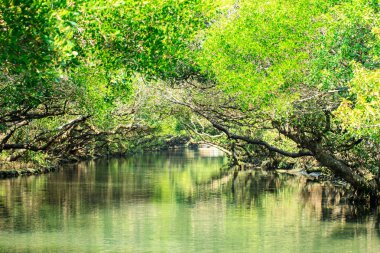 Sihcao Oe yeşil tünel State Park, Tainan, Tayvan
