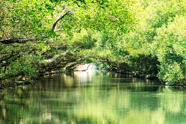 Sihcao Oe zöld alagút State Park, Tainan, Tajvan — Stock Fotó