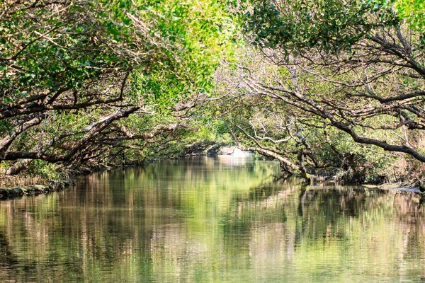 Sihcao Oe grön Tunnel State Park, Tainan, Taiwan — Stockfoto