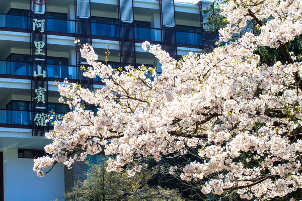 Alishan Kirschblüte Saison mit schöner Farbe, Taiwan — Stockfoto