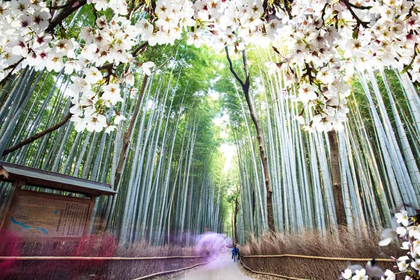 Görüntü güzel sakura seasnon Kyoto, Japonya — Stok fotoğraf