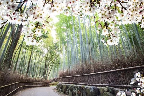 Obraz piękny sakura seasnon w Kyoto, Japonia — Zdjęcie stockowe