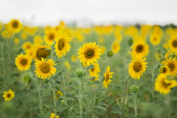 Sunflowers , selective focus — Stock Photo, Image