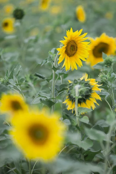 Girasoli, attenzione selettiva — Foto Stock