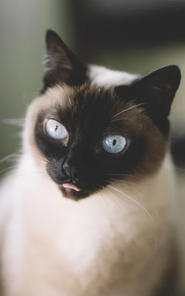 Retrato Gato Con Ojos Azules Casa Luz Natural — Foto de Stock